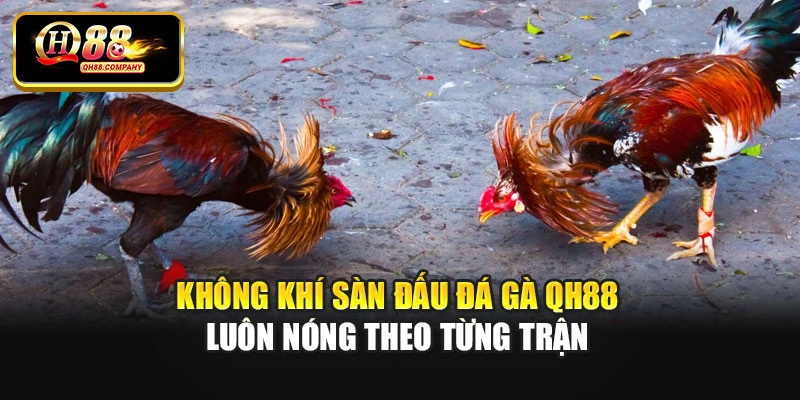 Không khí sàn đấu đá gà Qh88 luôn nóng theo từng trận