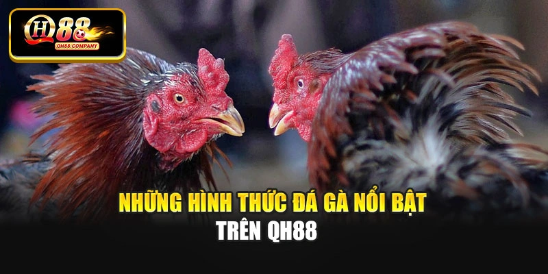Những hình thức đá gà nổi bật trên Qh88